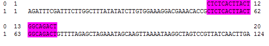 pLenti-sgRNA-TagRFP-uspzz-3 Sequence.png